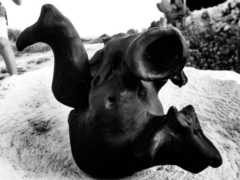 Image Not Found On Media Library